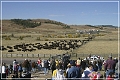 custer_buffalo_roundup_068