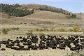 custer_buffalo_roundup_070