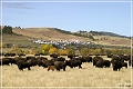 custer_buffalo_roundup_075