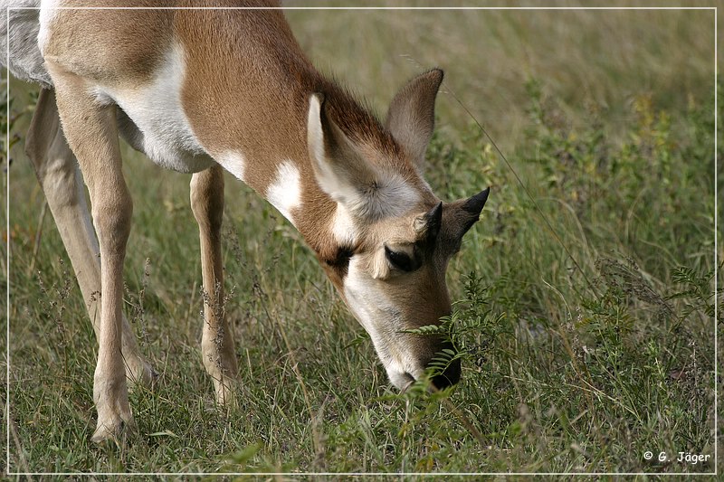 custer_sp_23.jpg