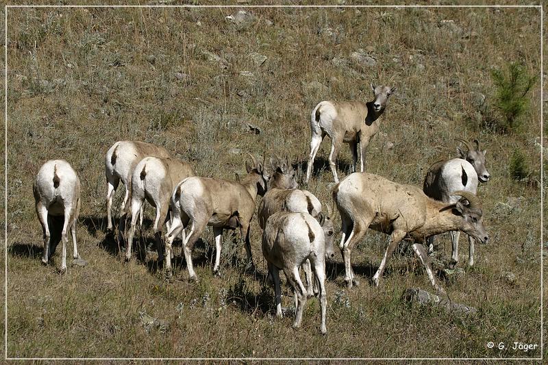 bighorn_sheep_sd_03.jpg