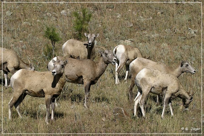 bighorn_sheep_sd_05.jpg