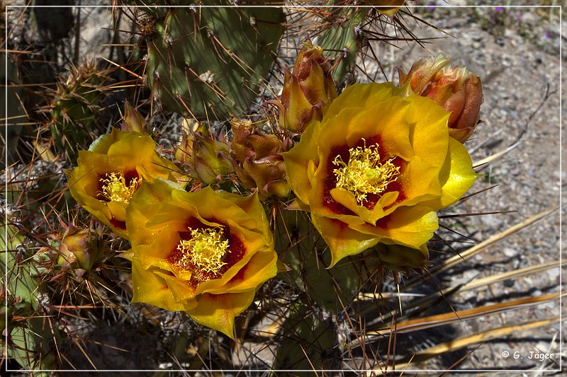 061_boquillas_canyon.jpg