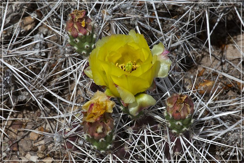 072_big_bend_np.jpg