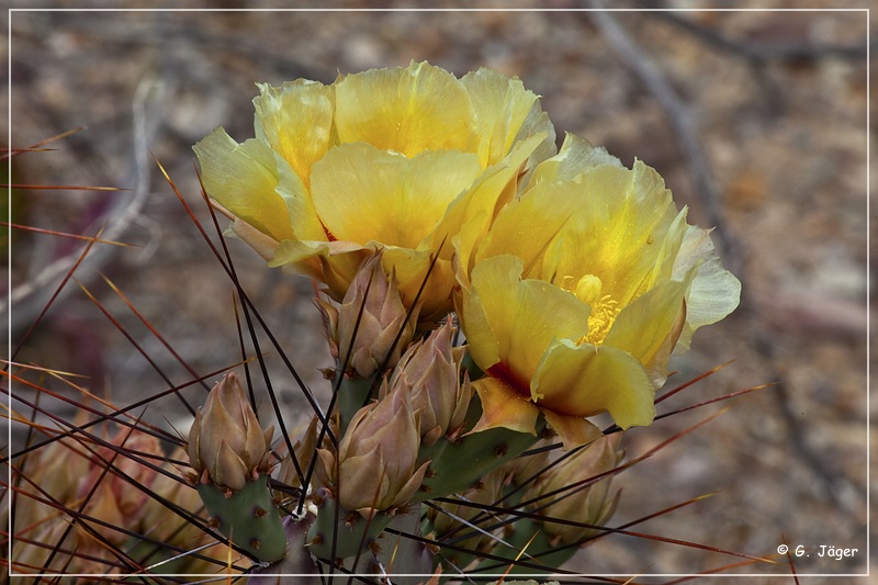 080_big_bend_np.jpg