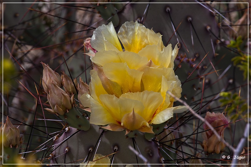 082_big_bend_np.jpg