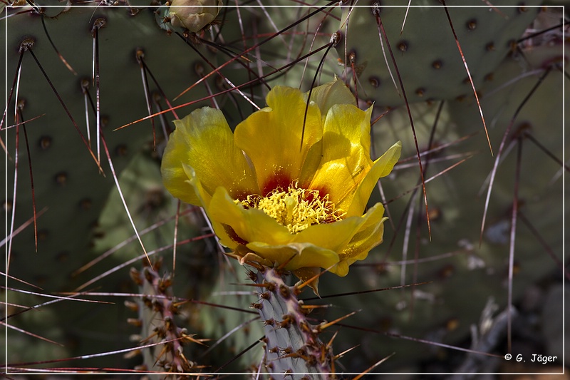 083_big_bend_np.jpg