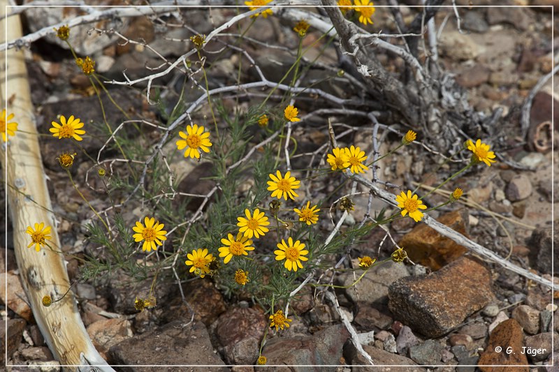 094_big_bend_np.jpg