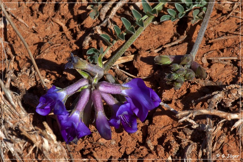 caprock_canyon_sp_093.jpg