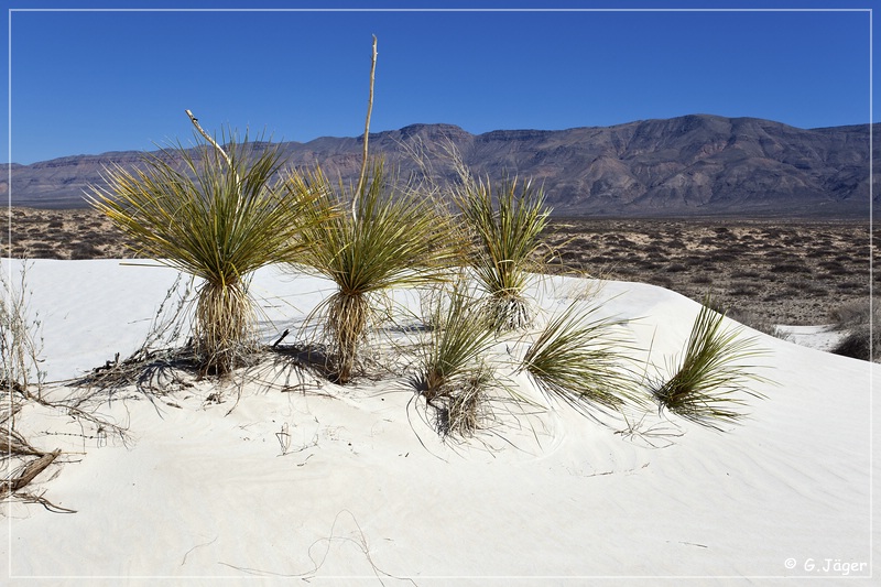 salt_basin_dunes_28.jpg