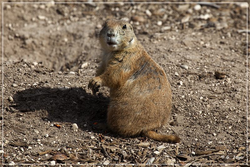 tx_prairie_dog_town_sp2.jpg