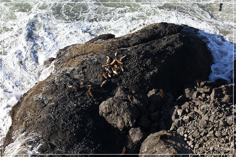 heceta_head_lighthouse_07.jpg