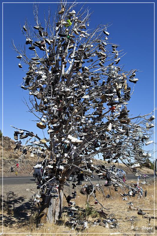 oregon_shoe_tree_01.jpg