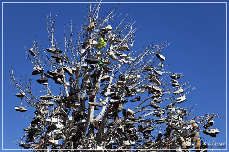 oregon_shoe_tree_03.jpg