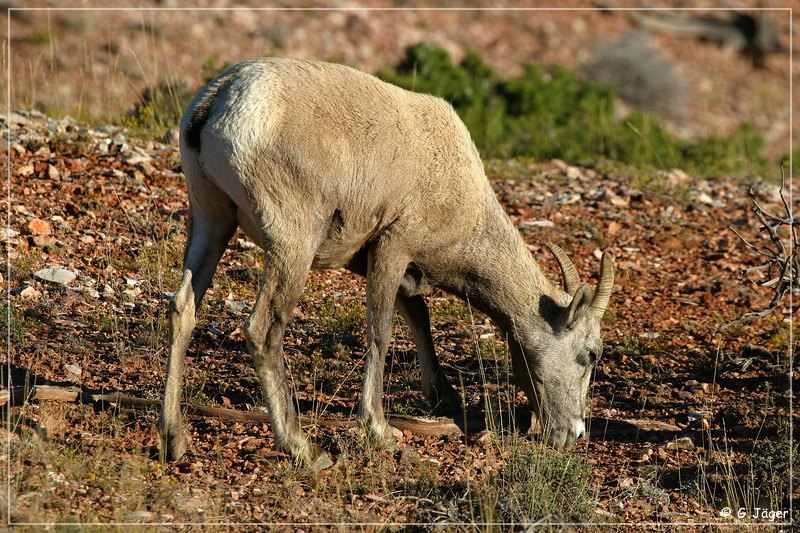 bighorn_canyon_09.jpg