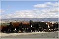 cowboys_wy_11