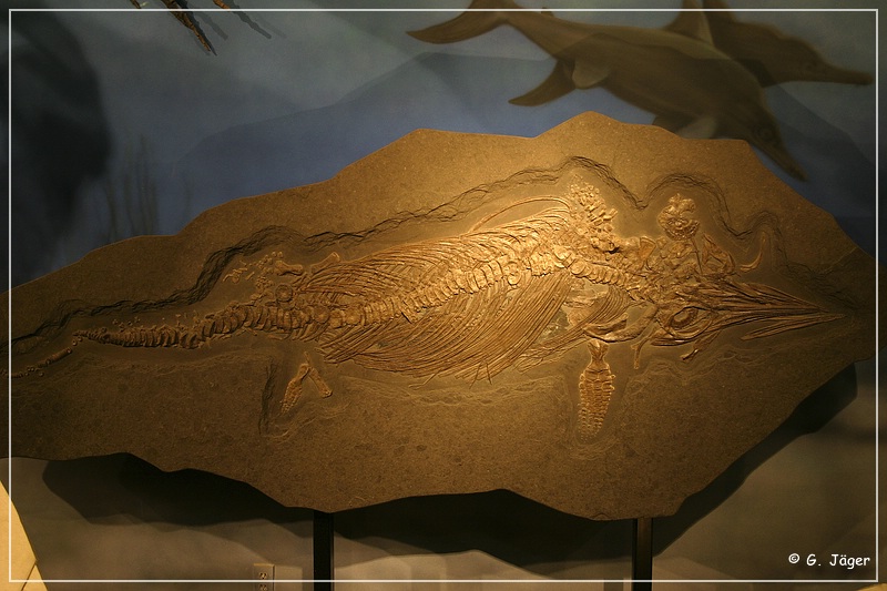 wyoming_dinosaur_center_04.jpg