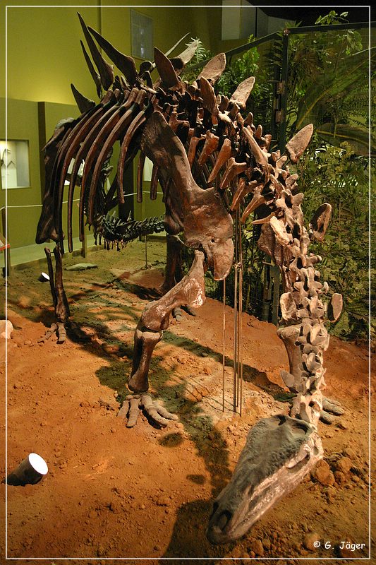 wyoming_dinosaur_center_11.jpg