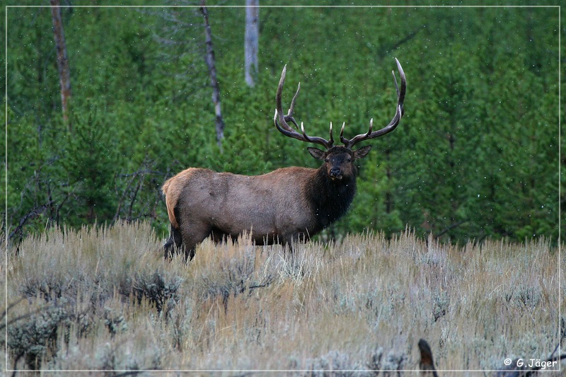 yellowstone_np_073.jpg