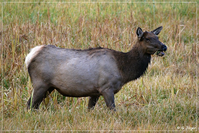 yellowstone_np_074.jpg