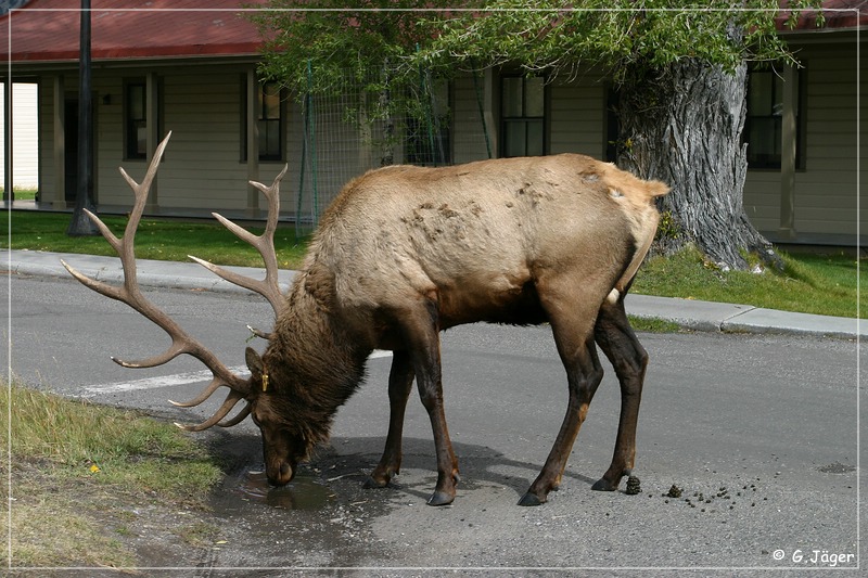 yellowstone_np_076.jpg