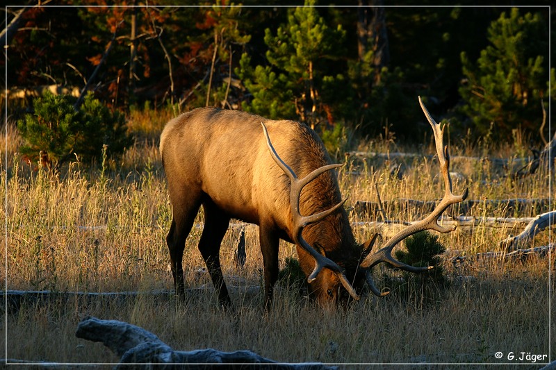 yellowstone_np_080.jpg