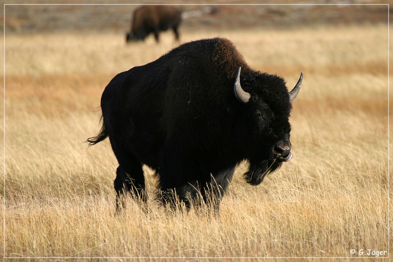 yellowstone_np_083.jpg