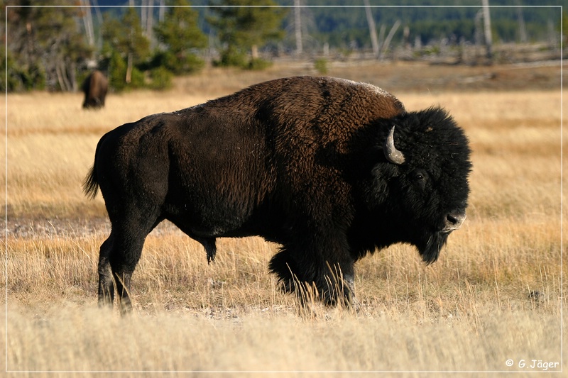 yellowstone_np_085.jpg