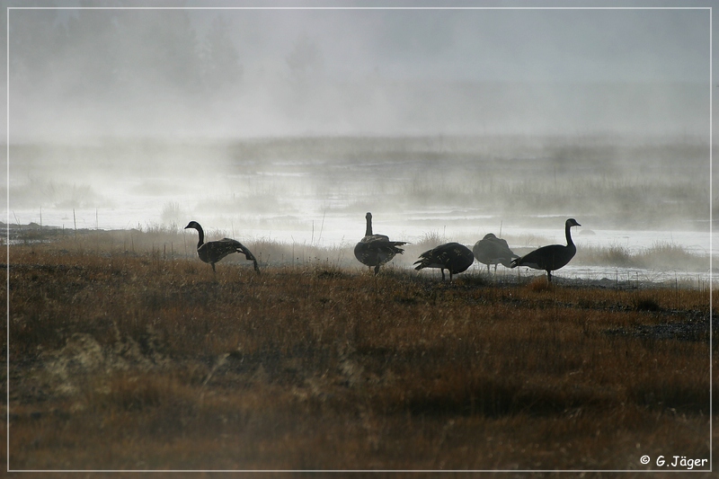 yellowstone_np_086.jpg