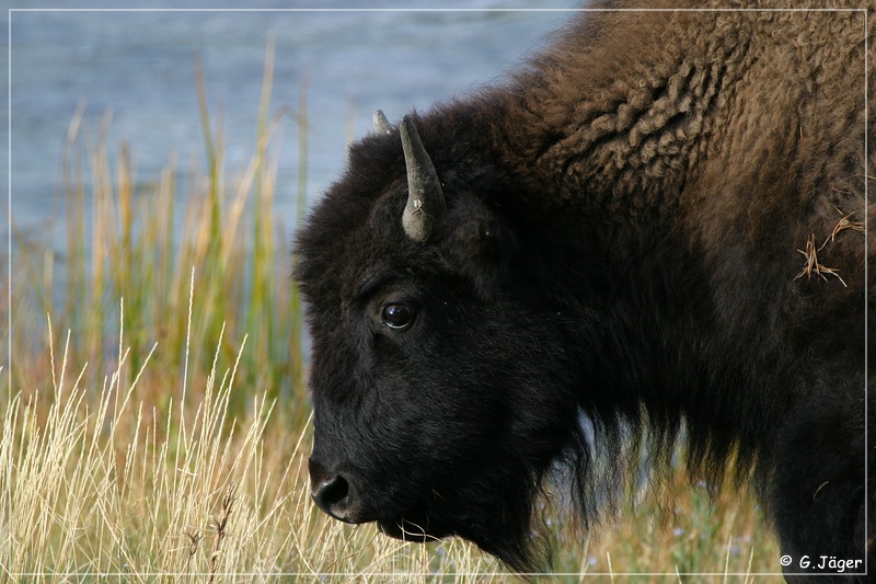 yellowstone_np_087.jpg