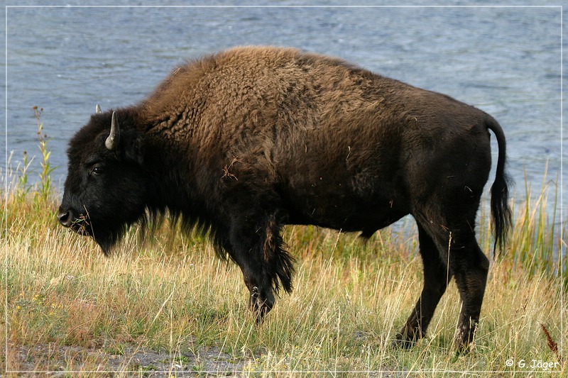 yellowstone_np_088.jpg