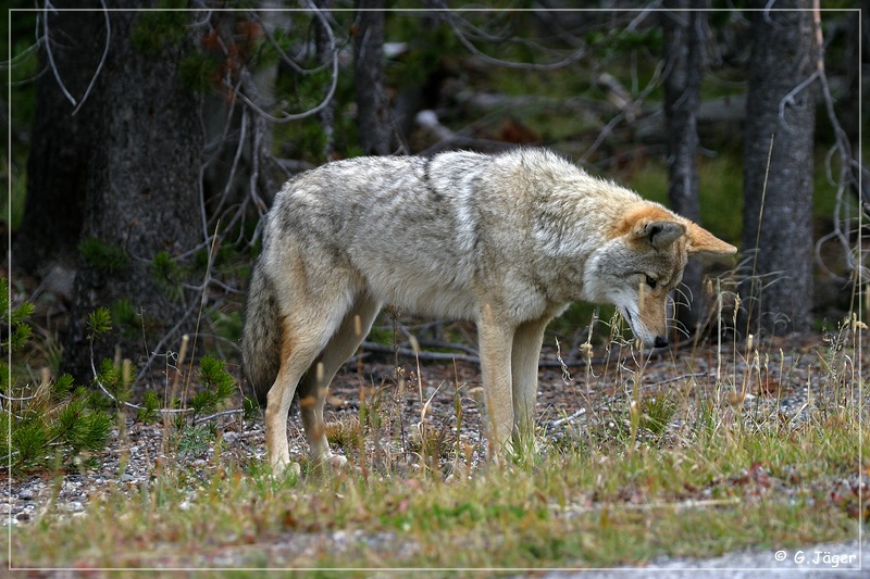 yellowstone_np_089.jpg