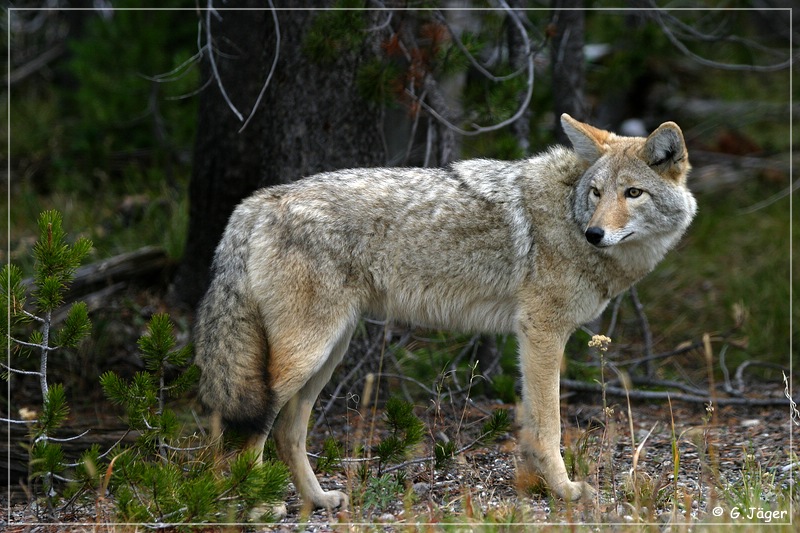 yellowstone_np_090.jpg