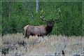 yellowstone_np_073