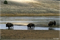 yellowstone_np_078