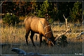 yellowstone_np_080