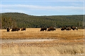 yellowstone_np_084