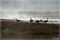 yellowstone_np_086