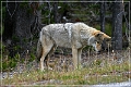 yellowstone_np_089