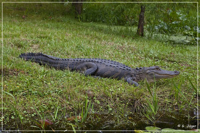 okefenokee_swamp_30.jpg