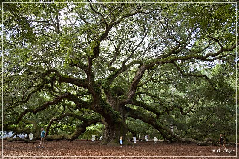 angel_oak_02.jpg