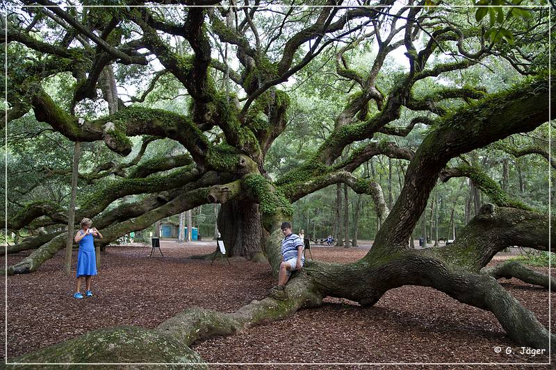 angel_oak_03.jpg