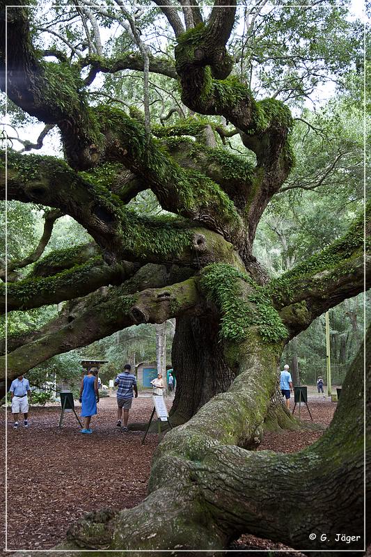 angel_oak_07.jpg