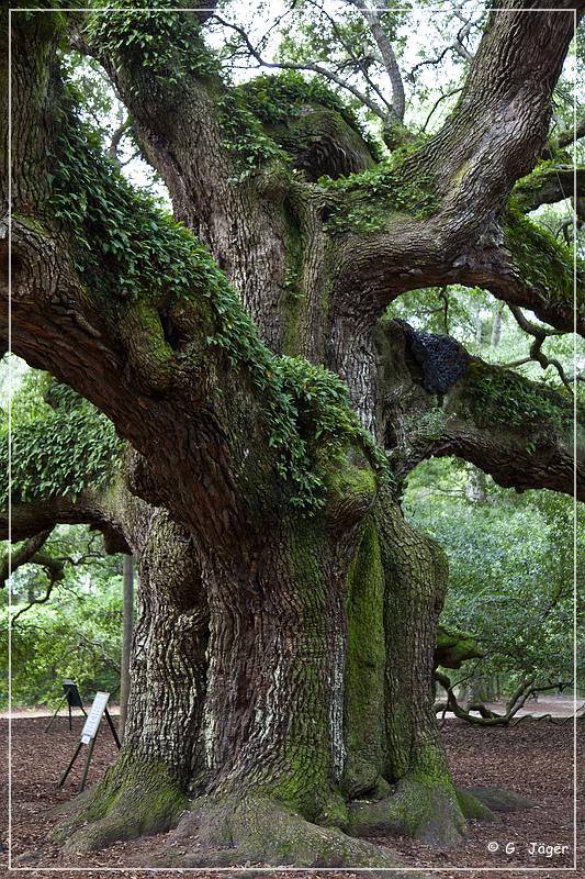 angel_oak_08.jpg