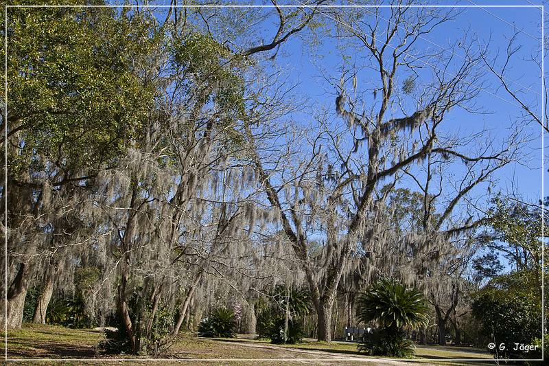 Tallahassee_Canopy_01.jpg