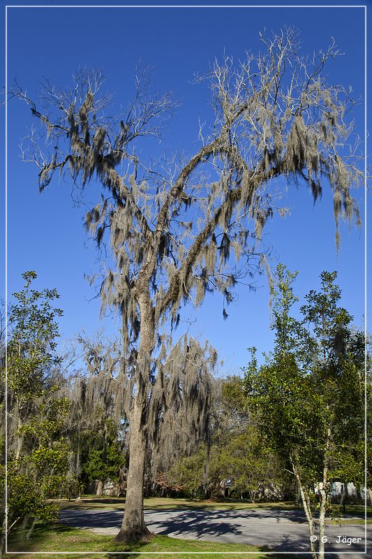 Tallahassee_Canopy_03.jpg