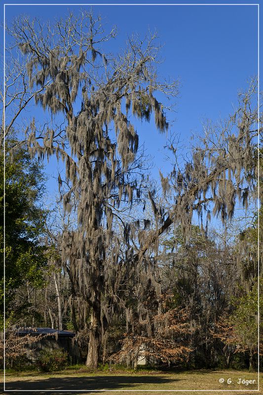 Tallahassee_Canopy_07.jpg