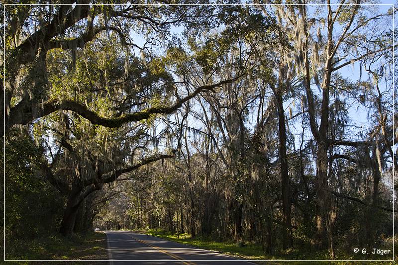 Tallahassee_Canopy_09.jpg