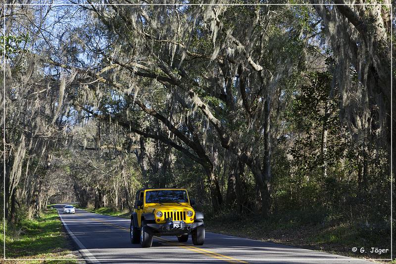 Tallahassee_Canopy_10.jpg