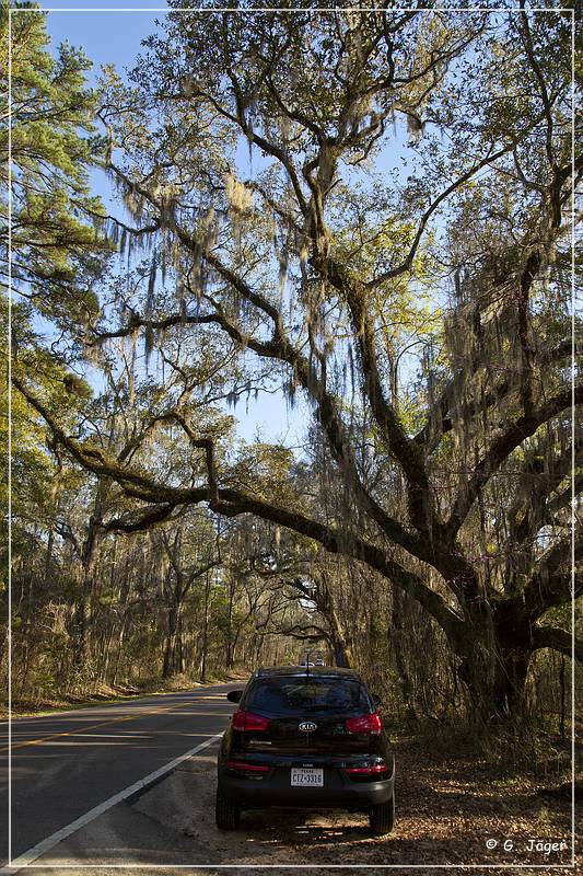 Tallahassee_Canopy_12.jpg